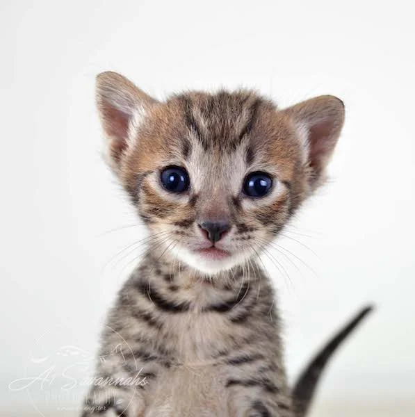 A1Savannahs Maxwell SBT Male Savannah Kitten - Savannah Cats and Kittens For Sale 