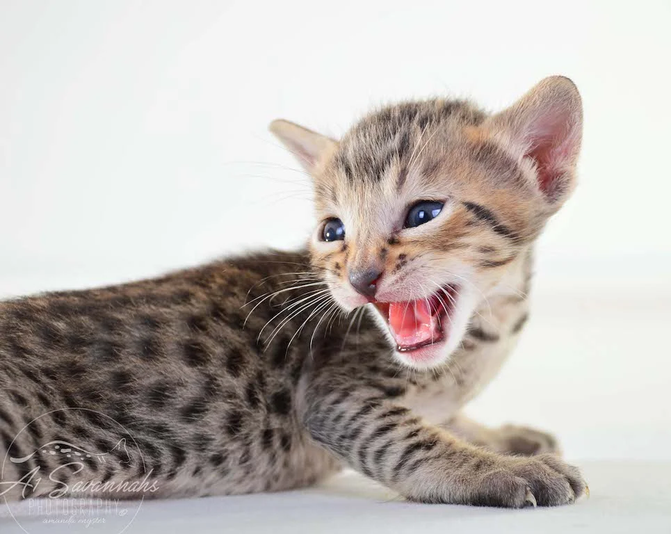 A1 Savannahs Micah SBT Male Savannah Kitten
