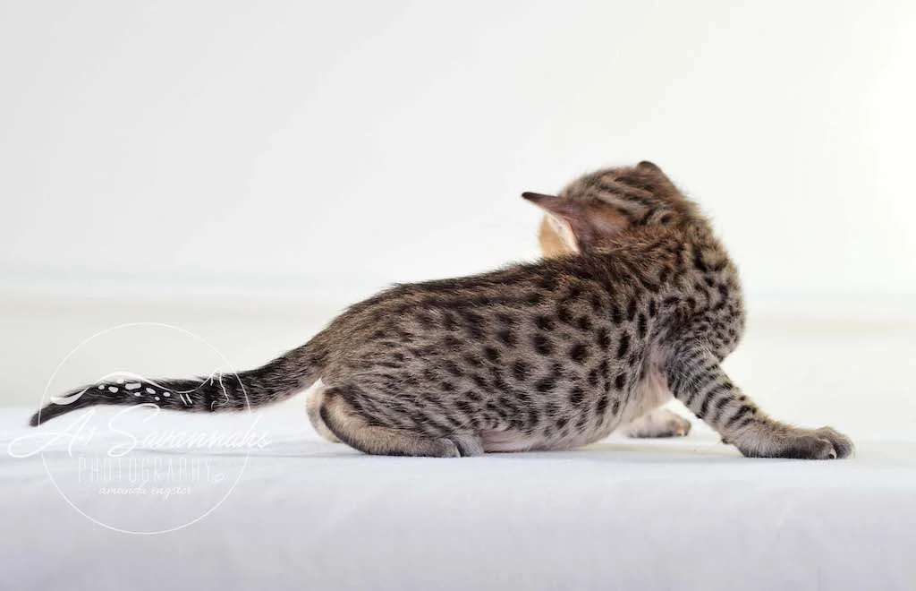 A1 Savannahs Micah SBT Male Savannah Kitten