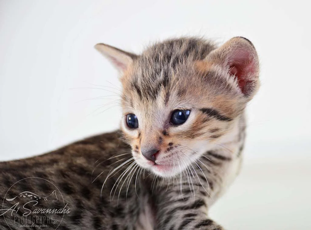 A1 Savannahs Micah SBT Male Savannah Kitten