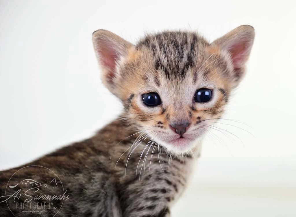A1 Savannahs Micah SBT Male Savannah Kitten