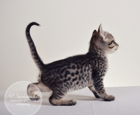 A1 Savannahs Ansen F5 Male Savannah Kitten
