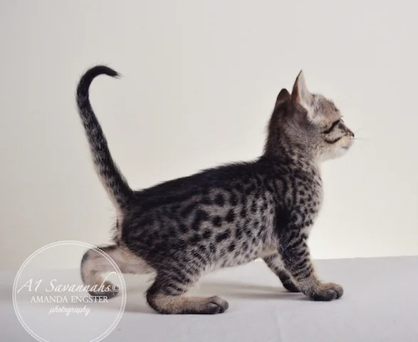 A1 Savannahs Ansen F5 Male Savannah Kitten