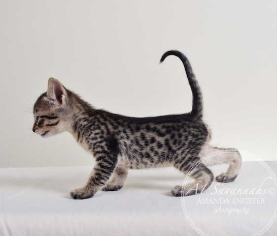 A1 Savannahs Ansen F5 Male Savannah Kitten