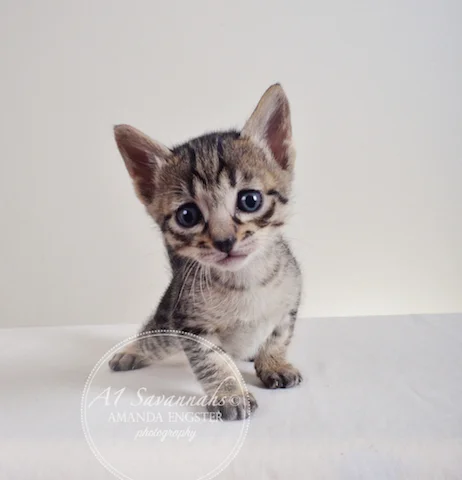 A1 Savannahs Ansen F5 Male Savannah Kitten