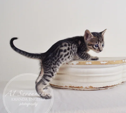 A1 Savannahs Ansen F5 Male Savannah Kitten