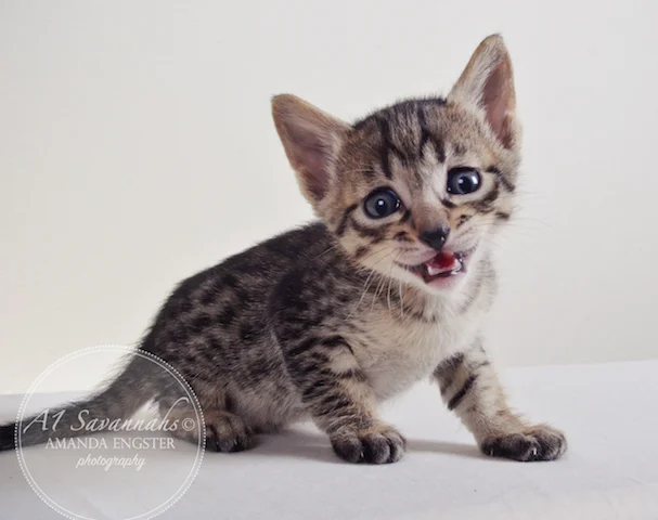 A1 Savannahs Ansen F5 Male Savannah Kitten