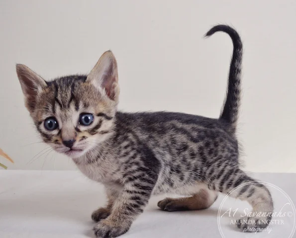 A1 Savannahs Ansen F5 Male Savannah Kitten