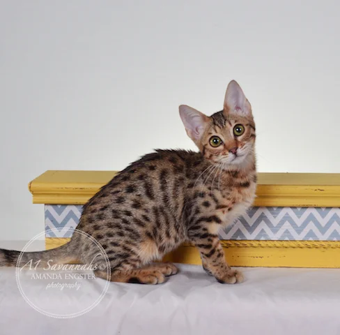 A1 Savannahs Harper F5 Female Savannah Kitten