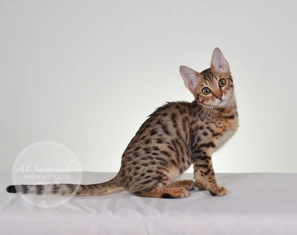 A1 Savannahs Harper F5 Female Savannah Kitten
