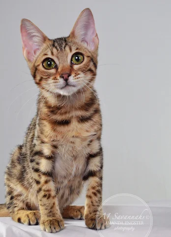 A1 Savannahs Harper F5 Female Savannah Kitten