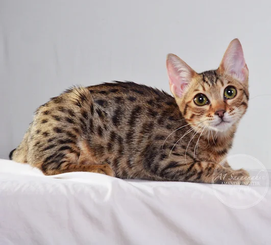 A1 Savannahs Harper F5 Female Savannah Kitten