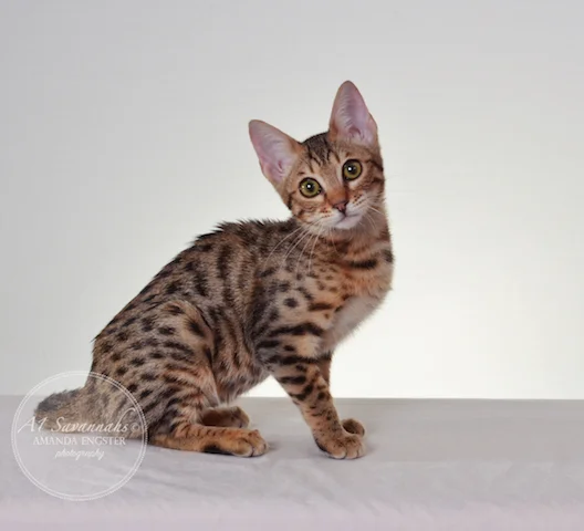 A1 Savannahs Harper F5 Female Savannah Kitten