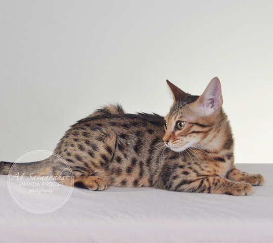 A1 Savannahs Harper F5 Female Savannah Kitten