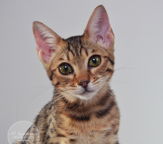A1 Savannahs Harper F5 Female Savannah Kitten