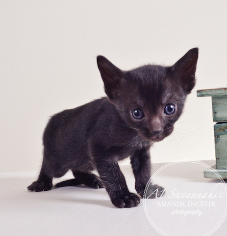 A1 Savannahs Averly F5 Female Savannah Kitten