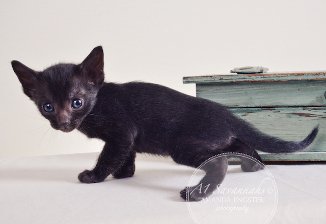 A1 Savannahs Averly F5 Female Savannah Kitten