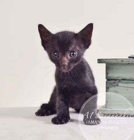 A1 Savannahs Averly F5 Female Savannah Kitten
