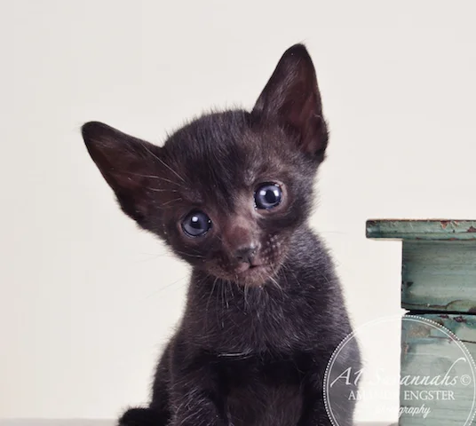 A1 Savannahs Averly F5 Female Savannah Kitten