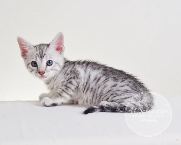 A1 Savannahs Piper F5 Female Savannah Kitten