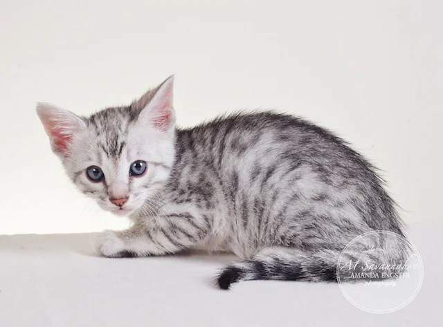 A1 Savannahs Piper F5 Female Savannah Kitten