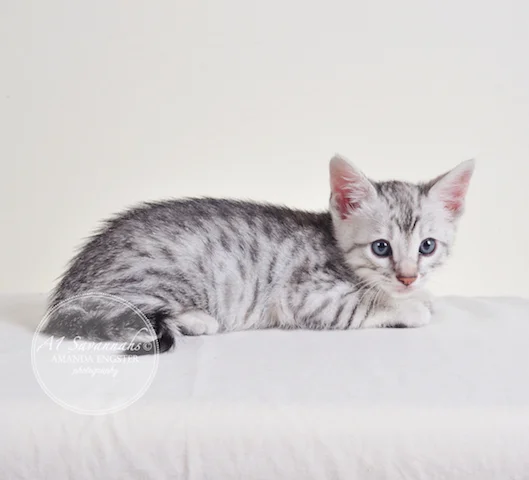 A1 Savannahs Piper F5 Female Savannah Kitten