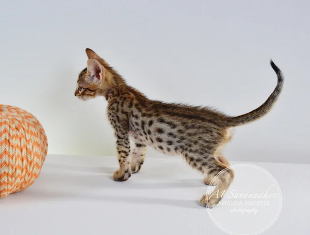 A1 Savannahs Camden SBT Male Savannah Kitten