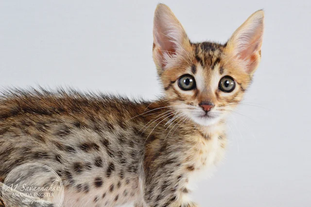 A1 Savannahs Camden SBT Male Savannah Kitten