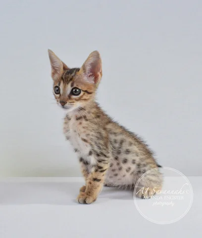 A1 Savannahs Camden SBT Male Savannah Kitten