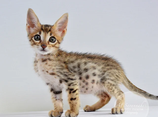 A1 Savannahs Camden SBT Male Savannah Kitten