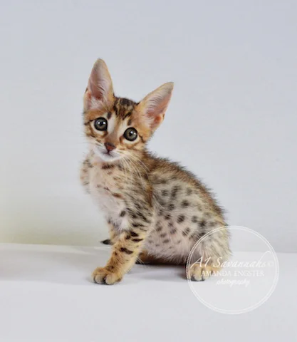 A1 Savannahs Camden SBT Male Savannah Kitten