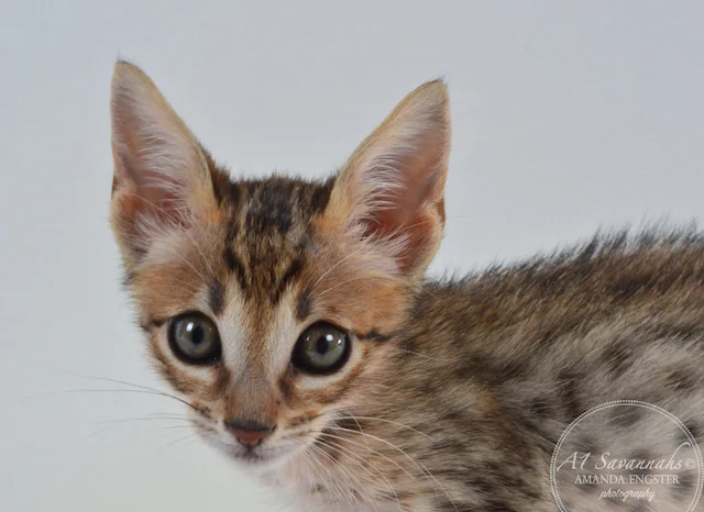 A1 Savannahs Camden SBT Male Savannah Kitten