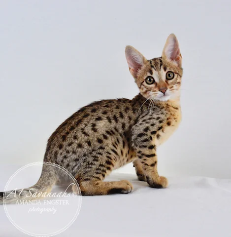 A1 Savannahs Camden SBT Male Savannah Kitten