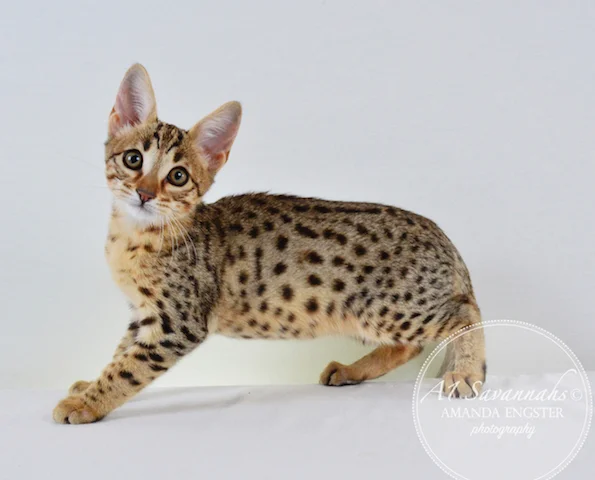 A1 Savannahs Camden SBT Male Savannah Kitten