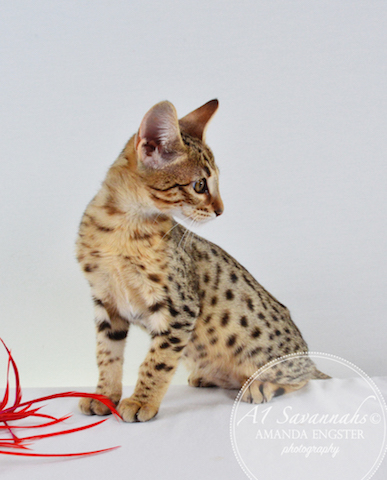 A1 Savannahs Camden SBT Male Savannah Kitten