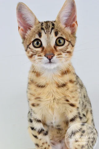 A1 Savannahs Camden SBT Male Savannah Kitten