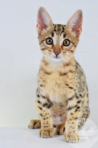 A1 Savannahs Camden SBT Male Savannah Kitten