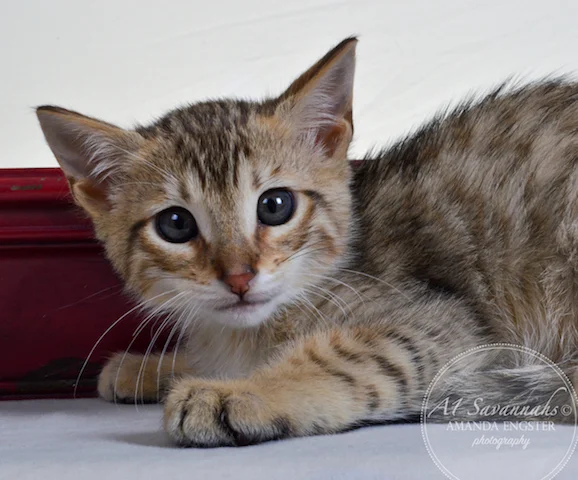 A1 Savannahs Tyson F4 Male Savannah Kitten