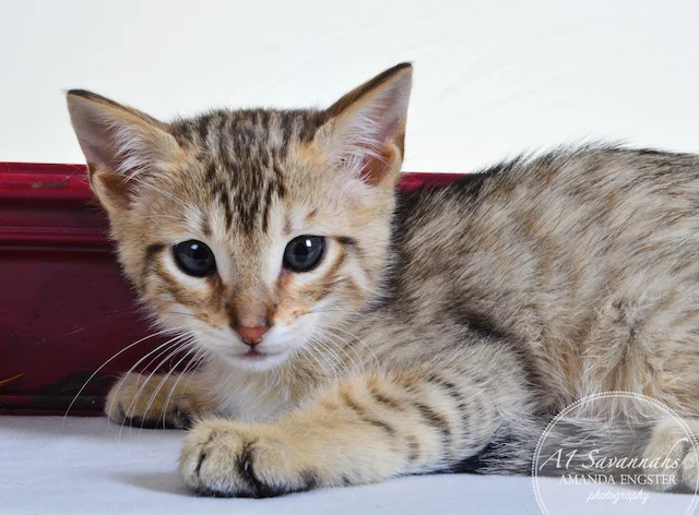 A1 Savannahs Tyson F4 Male Savannah Kitten