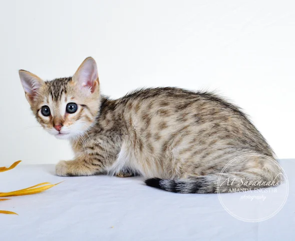 A1 Savannahs Tyson F4 Male Savannah Kitten