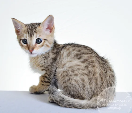 A1 Savannahs Tyson F4 Male Savannah Kitten