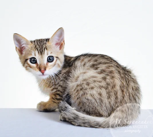A1 Savannahs Tyson F4 Male Savannah Kitten