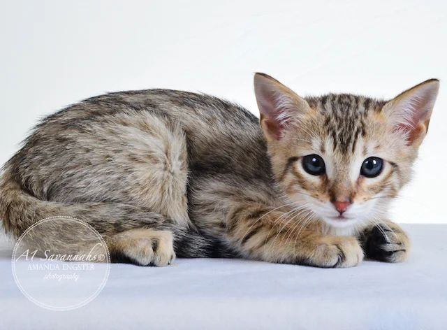 A1 Savannahs Tyson F4 Male Savannah Kitten
