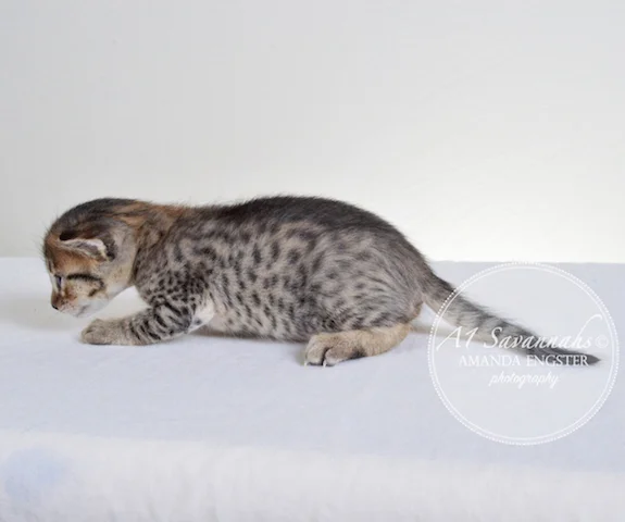 A1 Savannahs Ellarose F6 Female Savannah Kitten