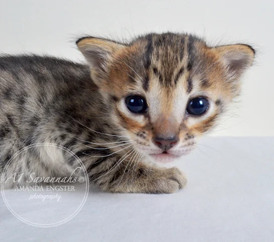 A1 Savannahs Ellarose F6 Female Savannah Kitten