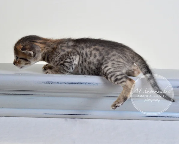 A1 Savannahs Ellarose F6 Female Savannah Kitten