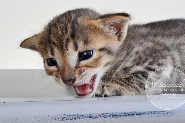 A1 Savannahs Ellarose F6 Female Savannah Kitten