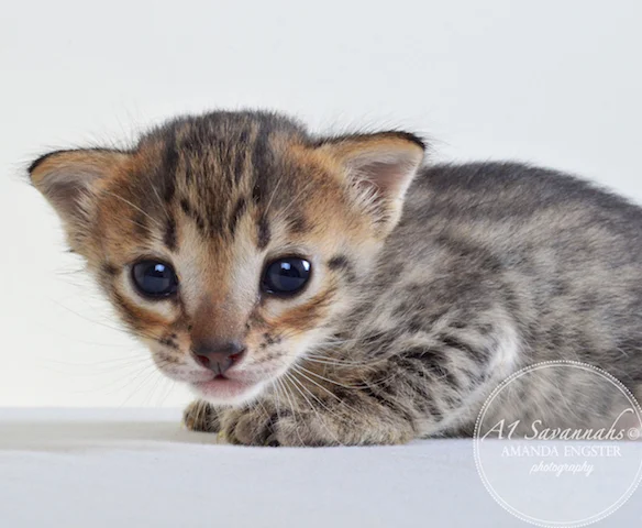 A1 Savannahs Ellarose F6 Female Savannah Kitten