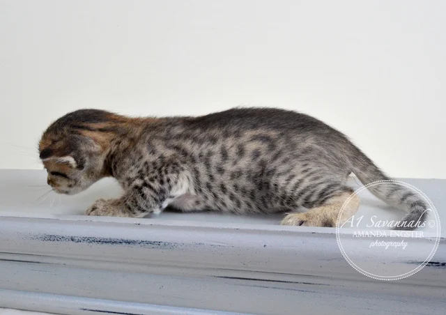 A1 Savannahs Ellarose F6 Female Savannah Kitten