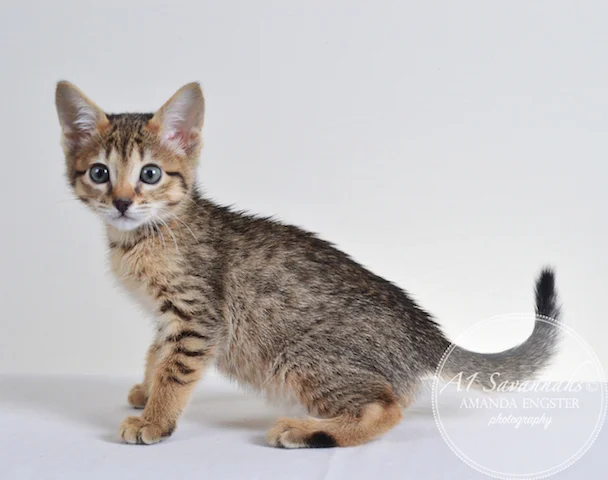 A1 Savannahs Ellarose F6 Female Savannah Kitten